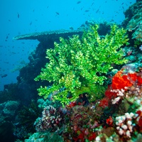 Black Sun Coral (Tubastraea micranthus)