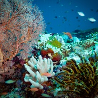 Coral set - Nusa Penida