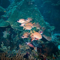 Red striped squirrel fish