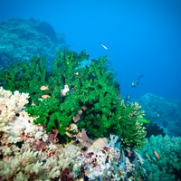 Black Sun Coral (Tubastraea micranthus)