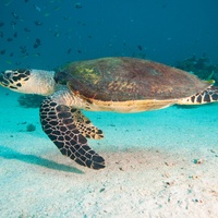 Green Turtle