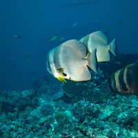 Bat fish