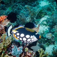 Clown triggerfish