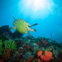 Green Turtle in sun rays - Komodo