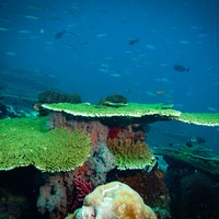 Green table corals