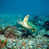 Green Turtle