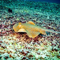 Blue spoted stingray