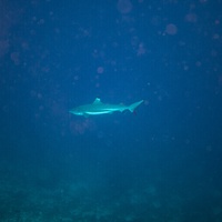 Black tip