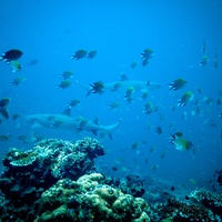 White tip sharks