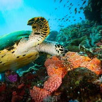 Feeding Green Turtle