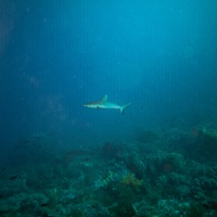 The Shark :)