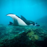 Manta ray