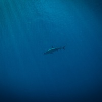 Black tip