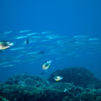 School of barracuda