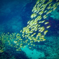 School of Yellow Striped Fish