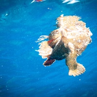 Frog fish