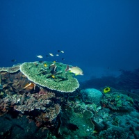 Table coral