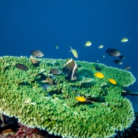 Green table coral