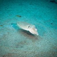 Crystal bay Squid 