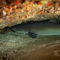 White tip shark