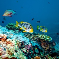 Striped Sweetlips On A Reef
