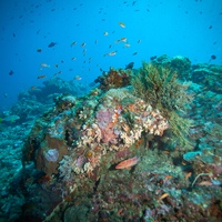 Coral reef - Nusa Penida