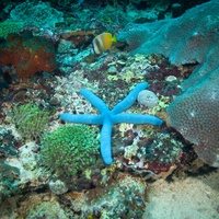 Blue starfish