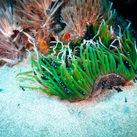 Green Anemone