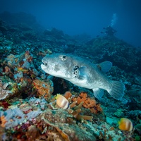 Stellate puffer (Arothron stellatus)