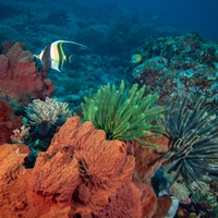 Komodo coral