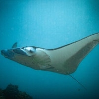 Reef Manta