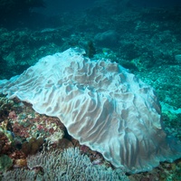 White coral