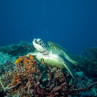 Green Turtle