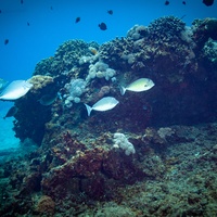 Coral landscape Komodo