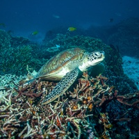 Green Turtle