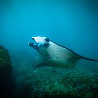 Manta Ray