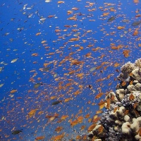 Jewel fairy basslets (Pseudanthias squamipinnis)