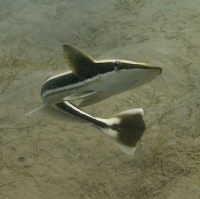 remora