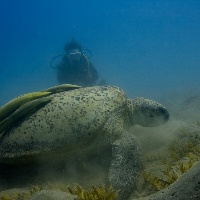 Green Turtle (Chelonia mydas) with remoras