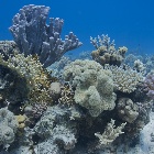 coral garden