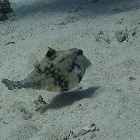 Thornback trunkfish (Tetrosomus gibbosus)