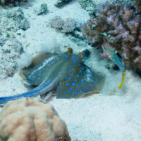 Bluespotted stingray (Taeniura lymma) & Parrotfish