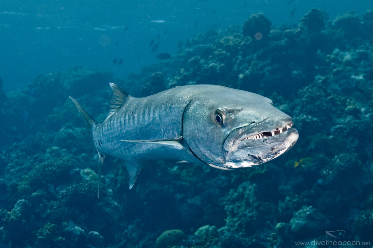 Teeth of Great Barracuda in current