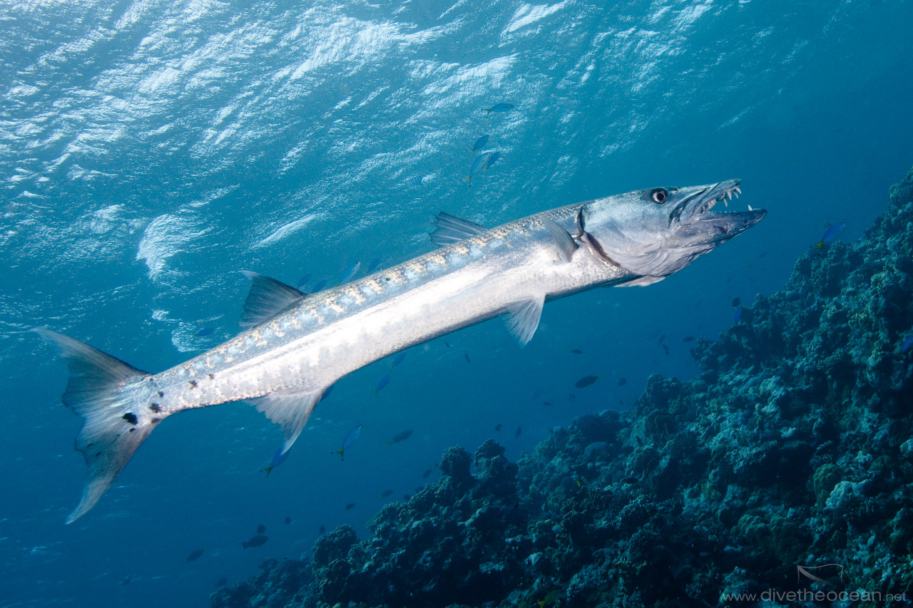 Teeth of Great Barracuda