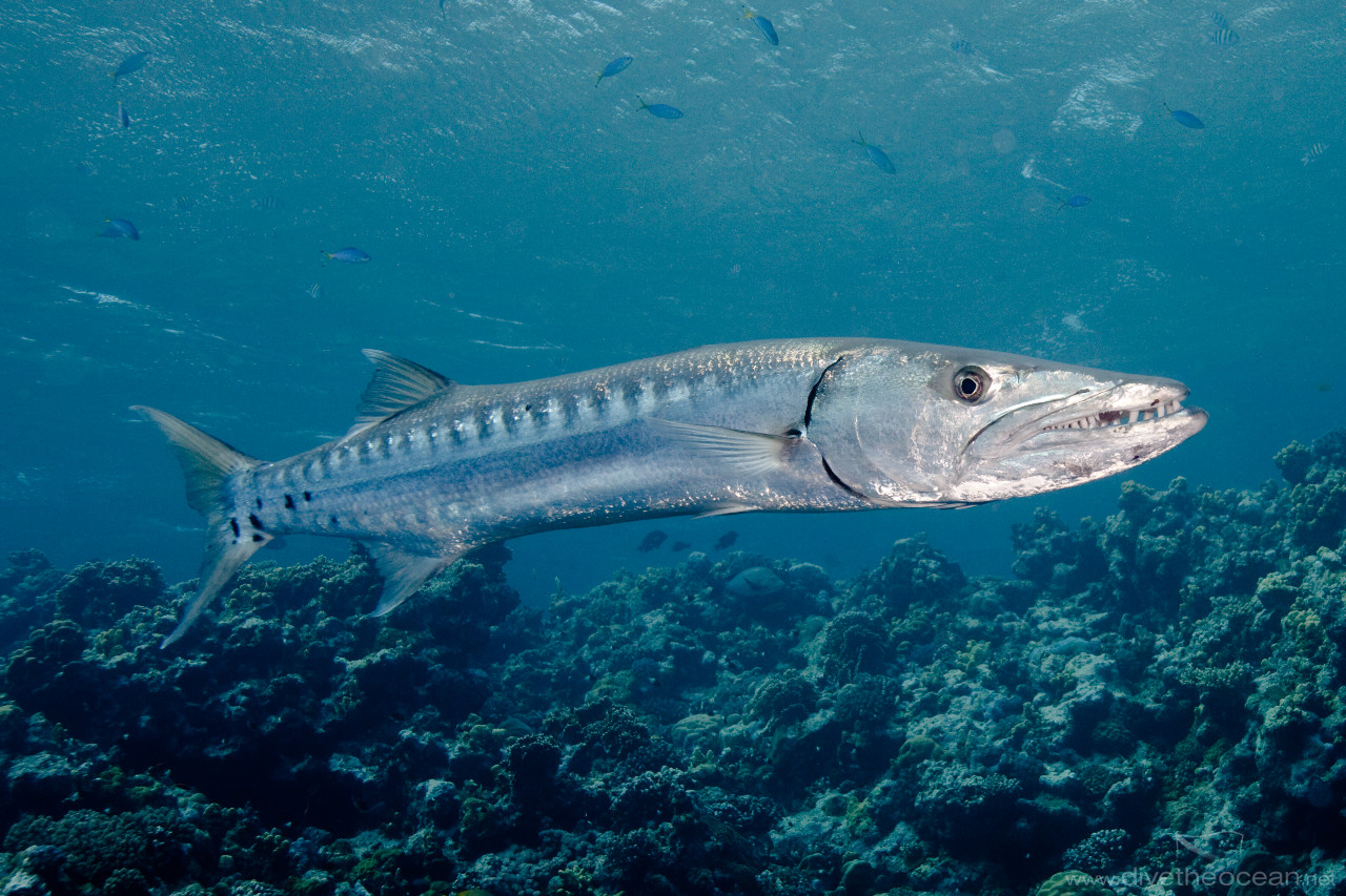 Great Barracuda in current