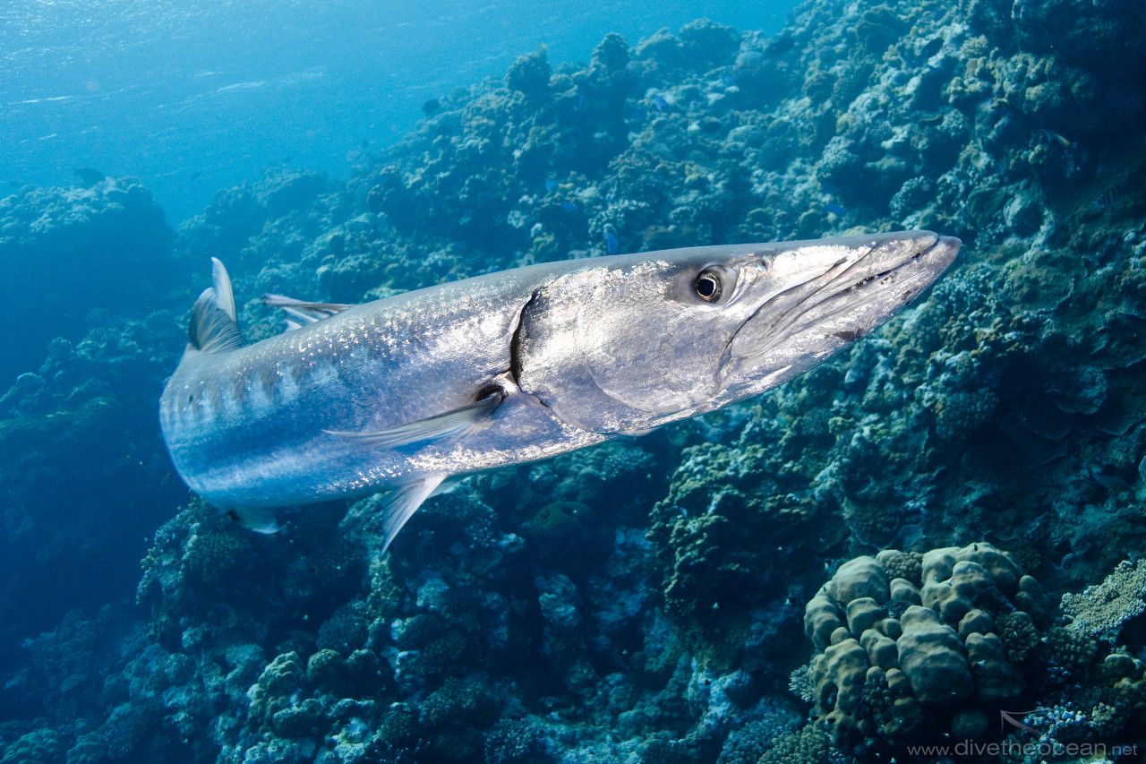 Great Barracuda in action