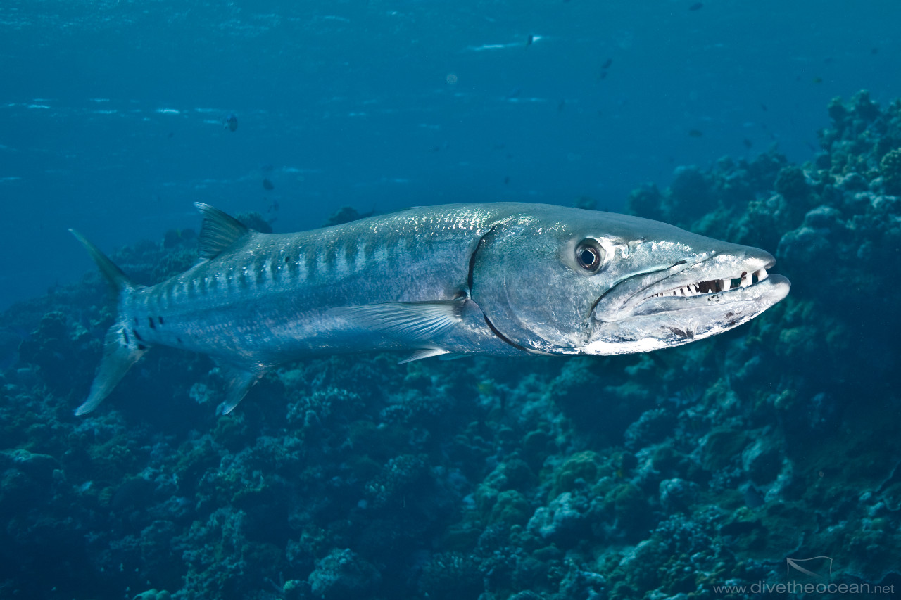 Teeth of Great Barracuda in current