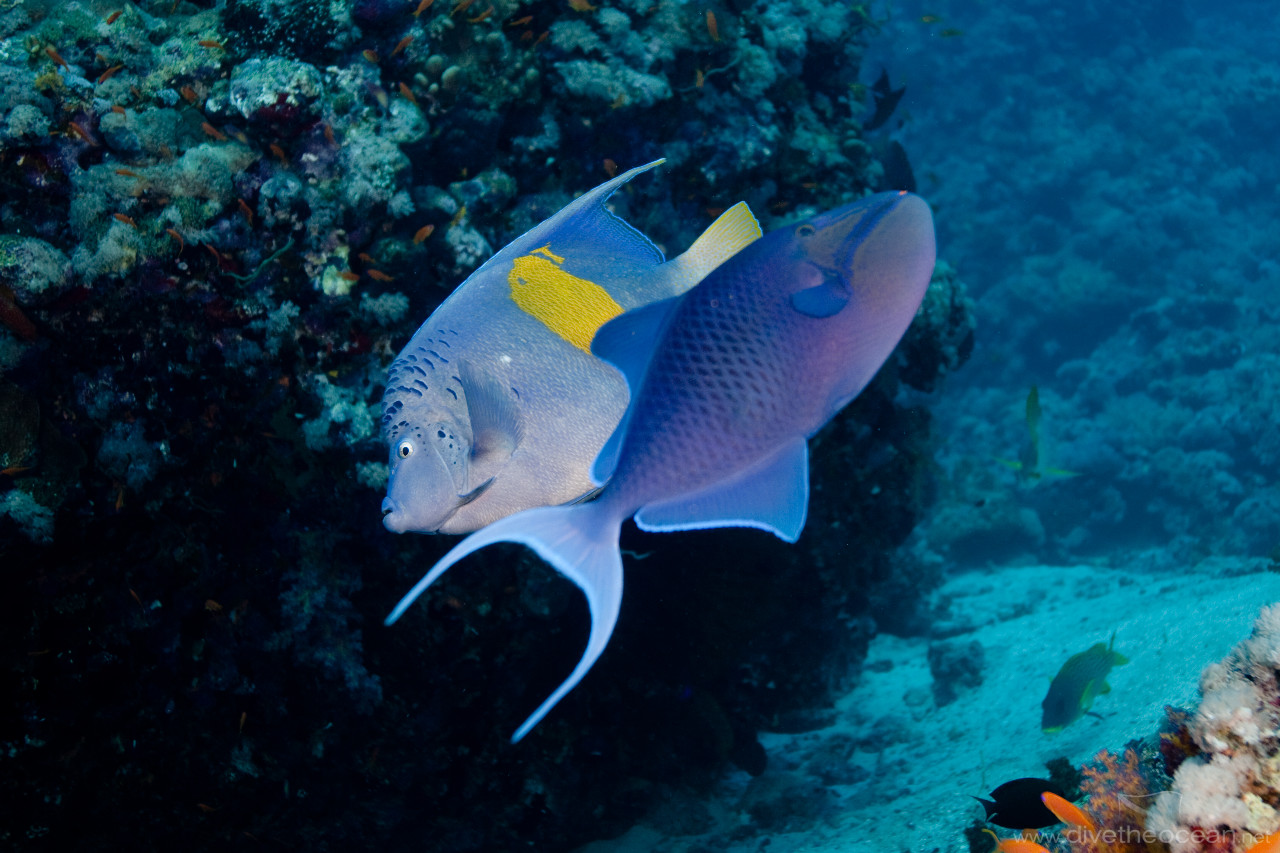 Dancing Arabian angelfish (Pomacanthus maculosus) & Redtooth triggerfish (Odonus niger)