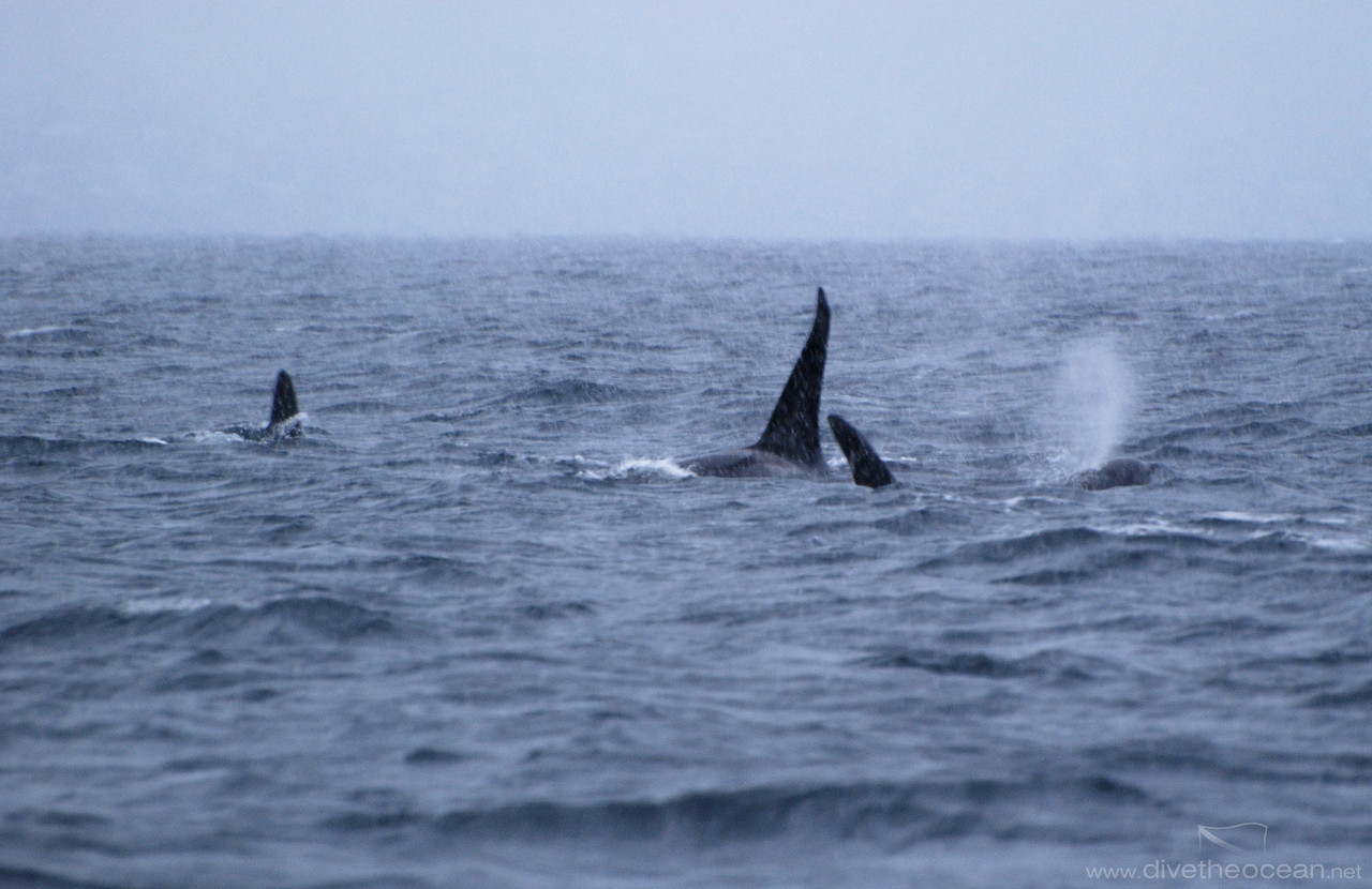 Orcas in Vestfjord, Lofoten, Norway