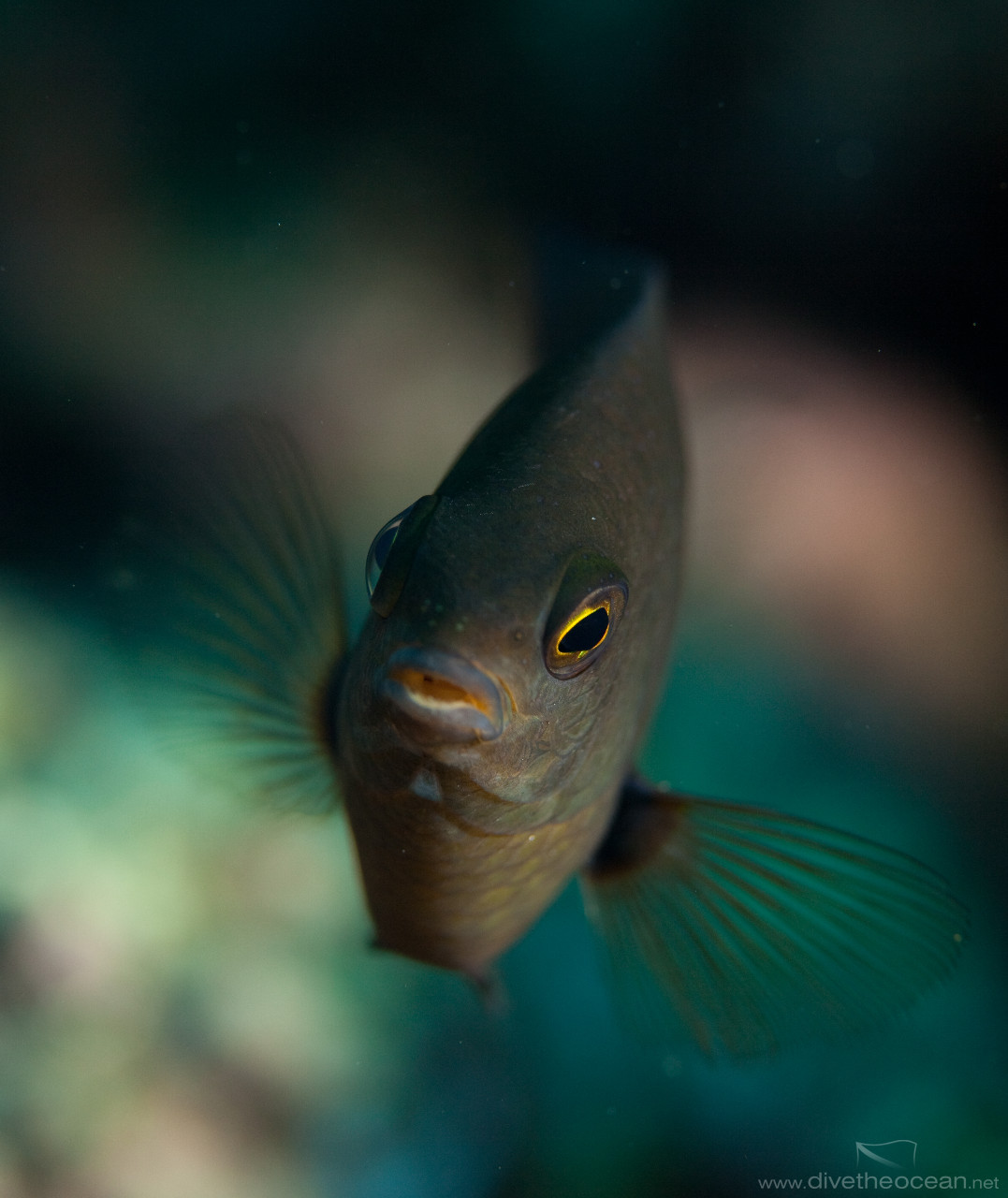 Slender damself (Pomacentrus leptus)